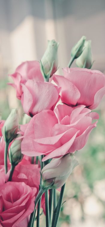 pink roses, roses Wallpaper 828x1792