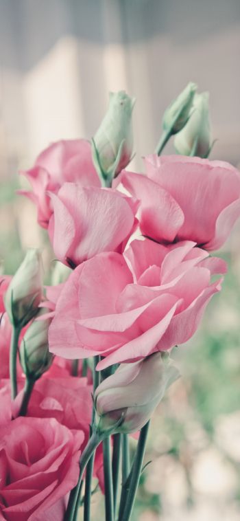 pink roses, roses Wallpaper 1080x2340