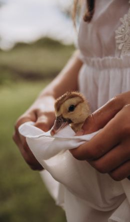 ducklings, baby, hands Wallpaper 600x1024