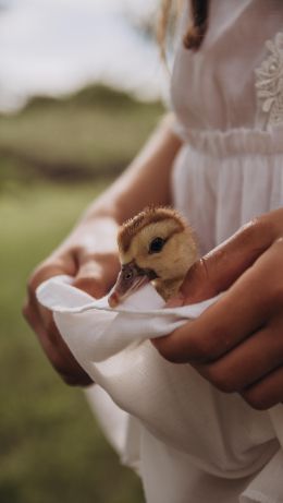 ducklings, baby, hands Wallpaper 640x1136