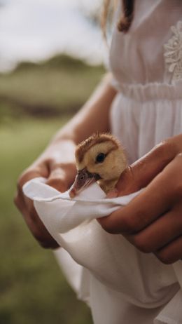 ducklings, baby, hands Wallpaper 1080x1920