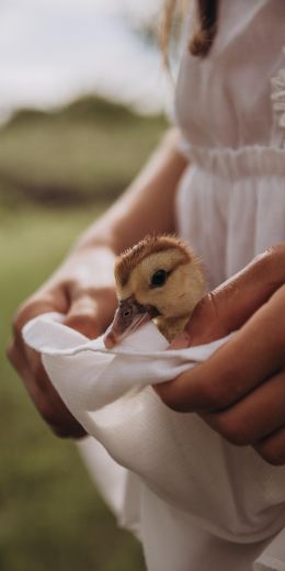 ducklings, baby, hands Wallpaper 720x1440