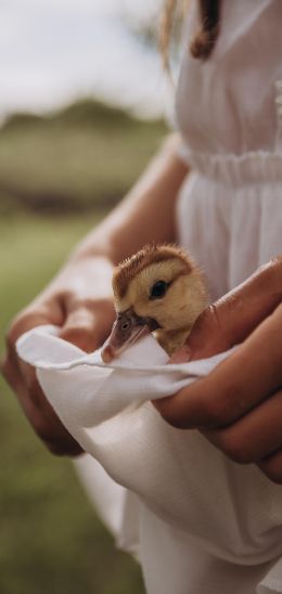 ducklings, baby, hands Wallpaper 1440x3040