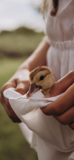 ducklings, baby, hands Wallpaper 1080x2340