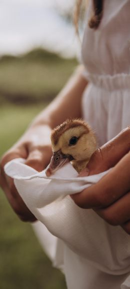 ducklings, baby, hands Wallpaper 1080x2400