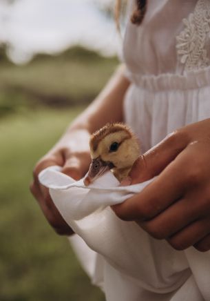 ducklings, baby, hands Wallpaper 1668x2388