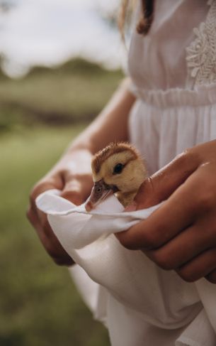 ducklings, baby, hands Wallpaper 1752x2800