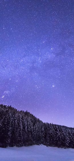 starry night, forest Wallpaper 828x1792