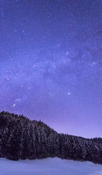 starry night, forest Wallpaper 600x1024