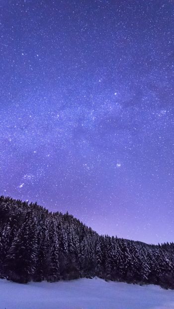 starry night, forest Wallpaper 640x1136