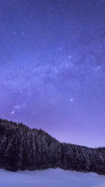 starry night, forest Wallpaper 750x1334