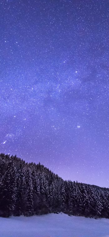 starry night, forest Wallpaper 828x1792