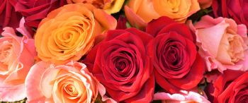 bouquet of roses, roses Wallpaper 3440x1440