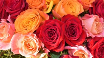 bouquet of roses, roses Wallpaper 1280x720