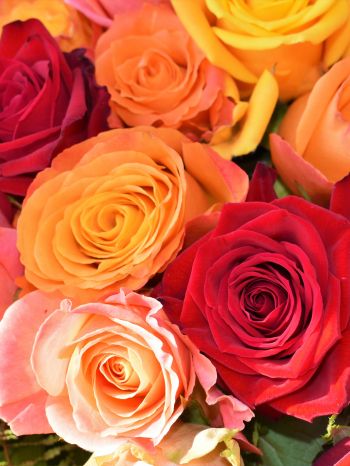 bouquet of roses, roses Wallpaper 2048x2732