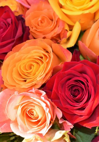 bouquet of roses, roses Wallpaper 1668x2388