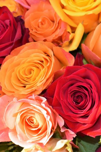 bouquet of roses, roses Wallpaper 640x960
