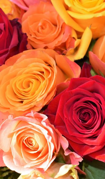 bouquet of roses, roses Wallpaper 600x1024
