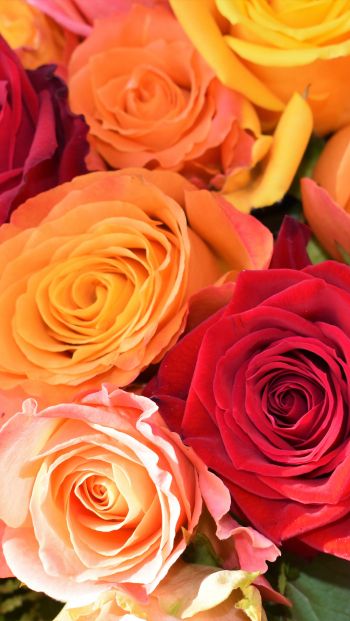 bouquet of roses, roses Wallpaper 640x1136