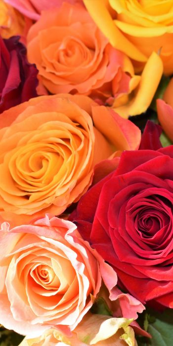 bouquet of roses, roses Wallpaper 720x1440