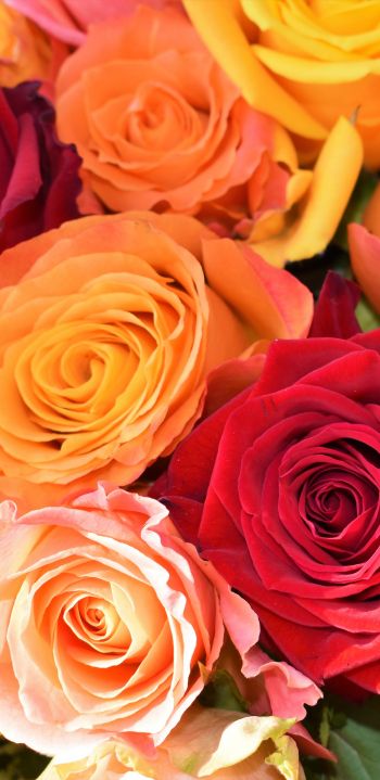 bouquet of roses, roses Wallpaper 1440x2960