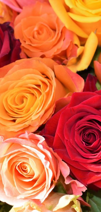 bouquet of roses, roses Wallpaper 1080x2280