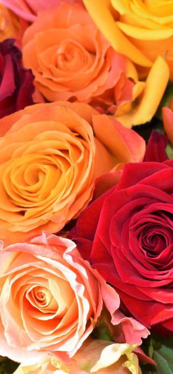 bouquet of roses, roses Wallpaper 828x1792
