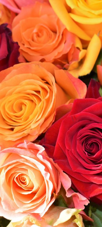 bouquet of roses, roses Wallpaper 1080x2400