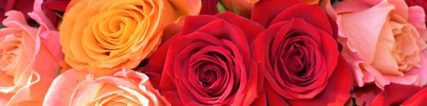 bouquet of roses, roses Wallpaper 1590x400