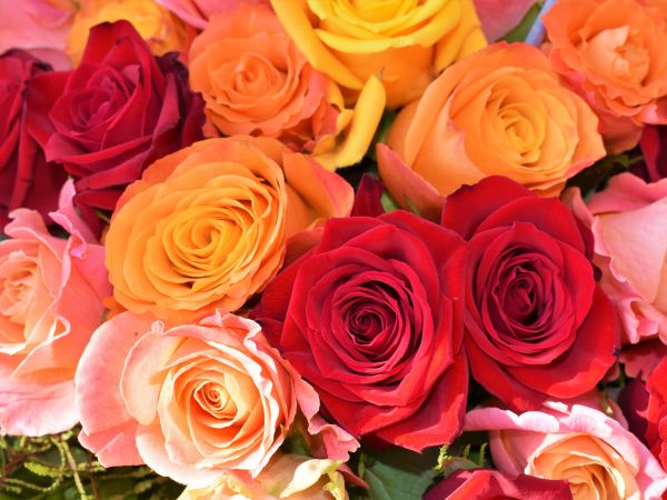 bouquet of roses, roses Wallpaper 800x600