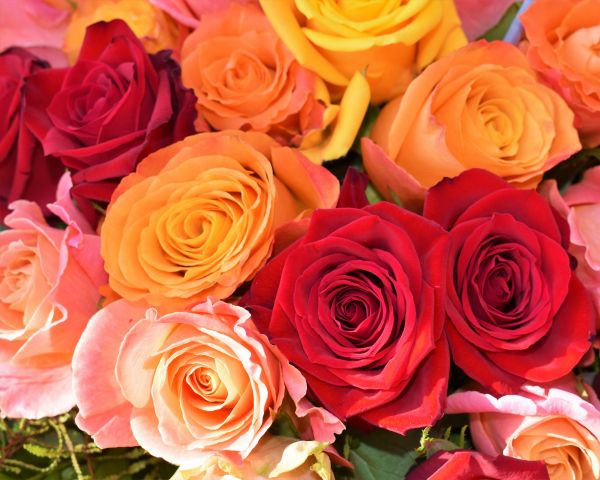 bouquet of roses, roses Wallpaper 1280x1024