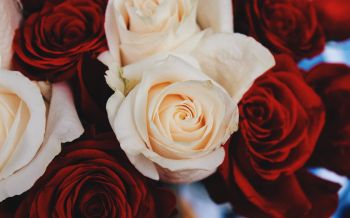 Картинки на рабочий стол цветы розы (69 фото) » Картинки и статусы про окружающий мир вокруг