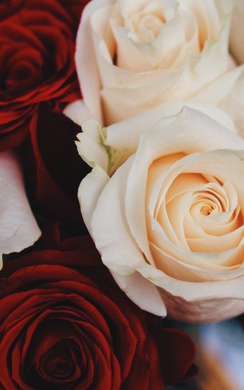 bouquet of roses, roses Wallpaper 1600x2560