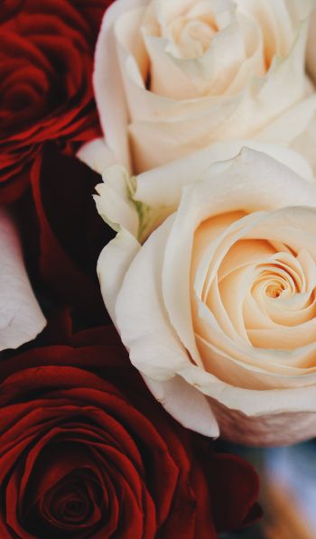 bouquet of roses, roses Wallpaper 600x1024