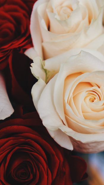 Обои 640x1136 букет роз, розы