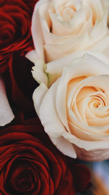 bouquet of roses, roses Wallpaper 1440x2560