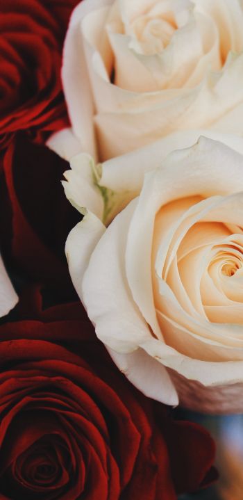 bouquet of roses, roses Wallpaper 1080x2220
