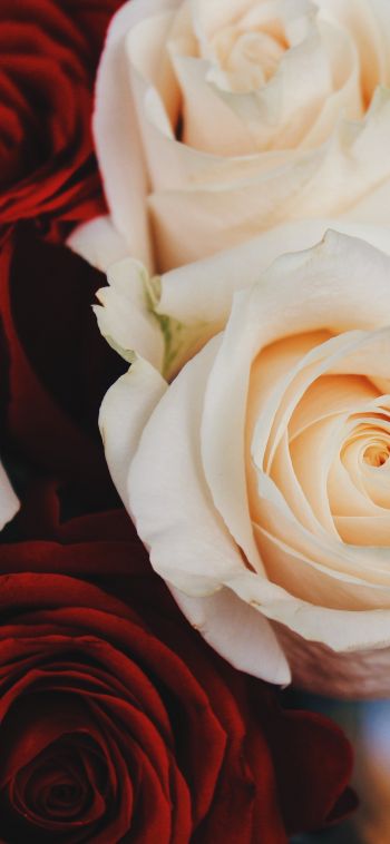 bouquet of roses, roses Wallpaper 1080x2340