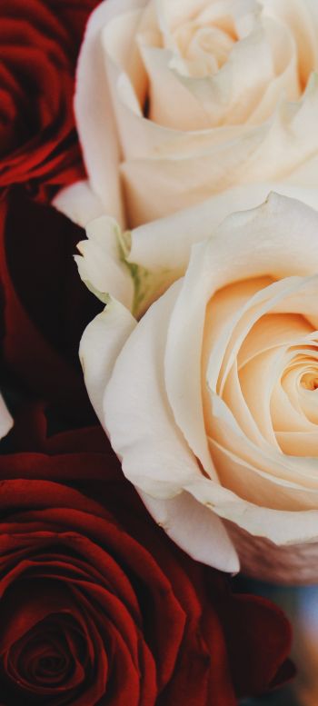 bouquet of roses, roses Wallpaper 1440x3200