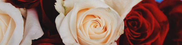 bouquet of roses, roses Wallpaper 1590x400