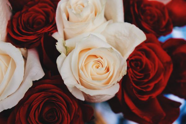 bouquet of roses, roses Wallpaper 5184x3456