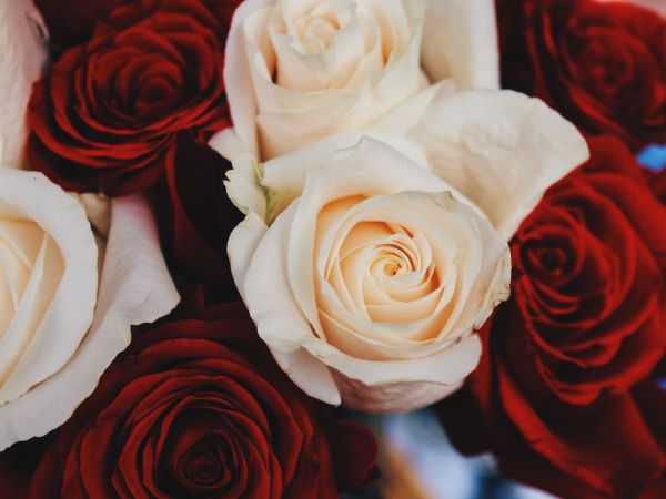 bouquet of roses, roses Wallpaper 800x600