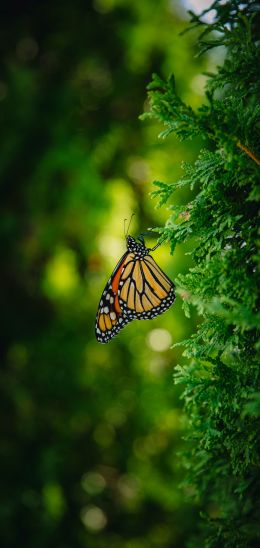 butterfly, vegetation Wallpaper 1080x2280
