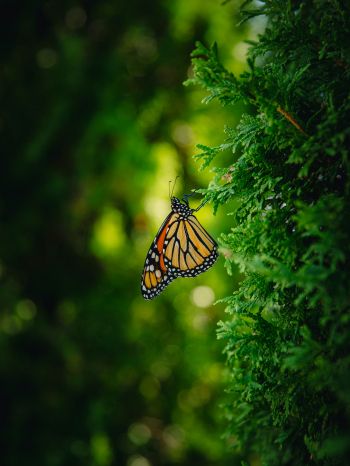 butterfly, vegetation Wallpaper 1620x2160