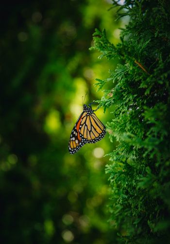 butterfly, vegetation Wallpaper 1668x2388