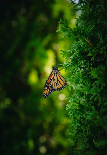 butterfly, vegetation Wallpaper 1640x2360