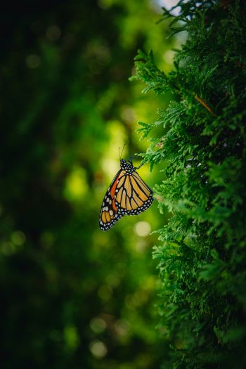 butterfly, vegetation Wallpaper 640x960