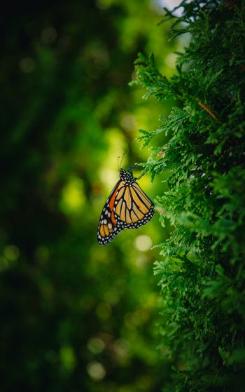 butterfly, vegetation Wallpaper 1752x2800
