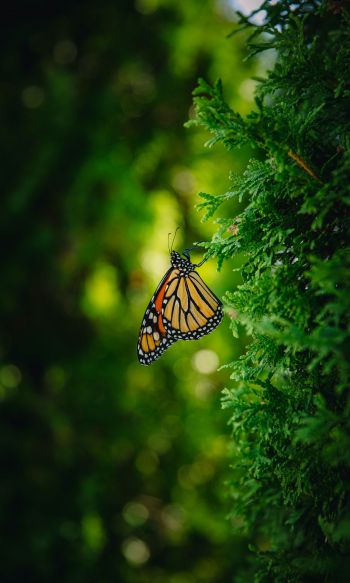 butterfly, vegetation Wallpaper 1200x2000