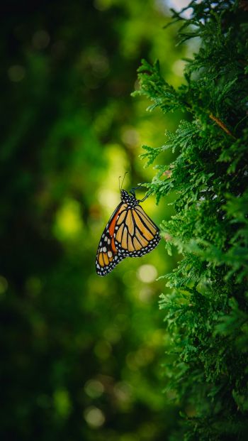 butterfly, vegetation Wallpaper 640x1136